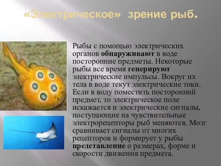 «Электрическое» зрение рыб. Рыбы с помощью электрических органов обнаруживают в воде