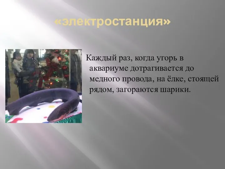 «электростанция» Каждый раз, когда угорь в аквариуме дотрагивается до медного провода,