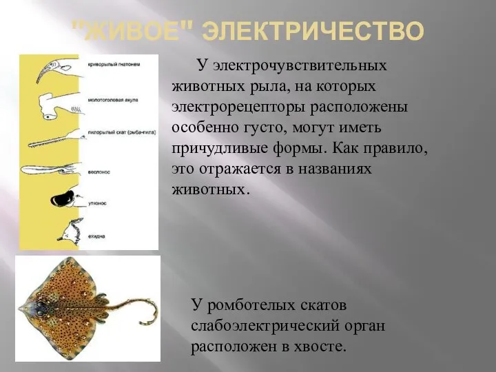 "ЖИВОЕ" ЭЛЕКТРИЧЕСТВО У электрочувствительных животных рыла, на которых электрорецепторы расположены особенно