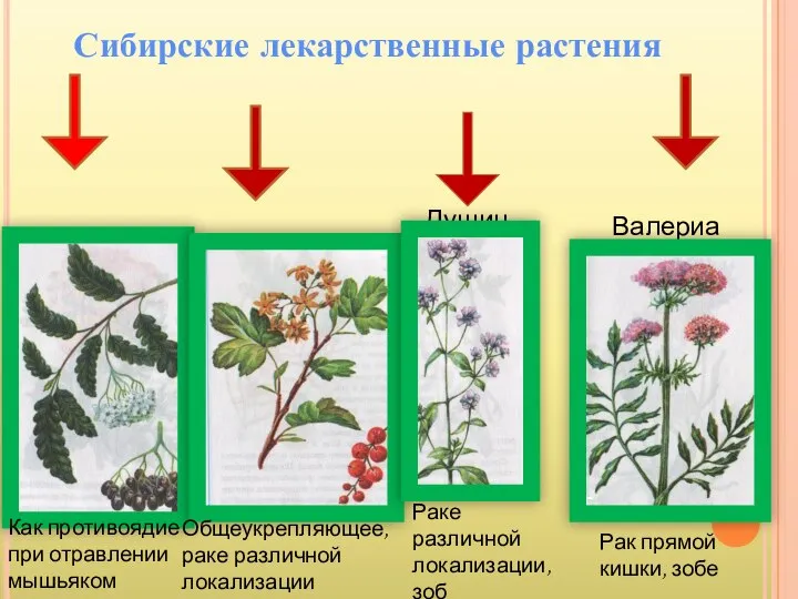 Сибирские лекарственные растения Рябина Смородина Душица Валериана Как противоядие при отравлении