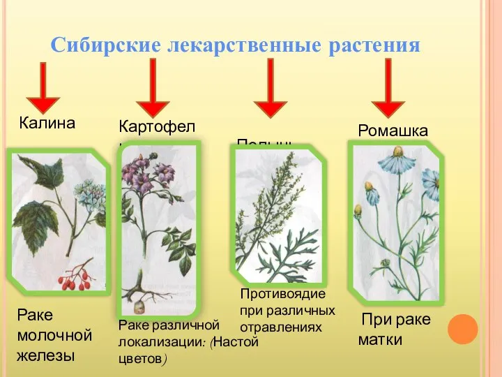 Сибирские лекарственные растения Калина Картофель Полынь Ромашка Раке молочной железы Раке