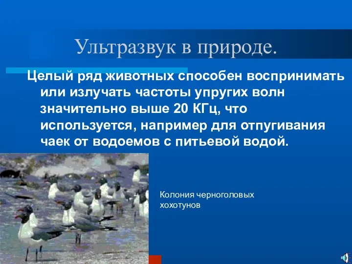 Ультразвук в природе. Целый ряд животных способен воспринимать или излучать частоты