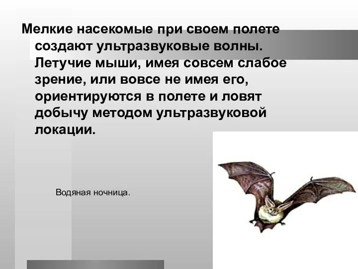 Мелкие насекомые при своем полете создают ультразвуковые волны. Летучие мыши, имея