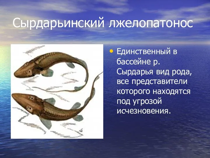 Сырдарьинский лжелопатонос Единственный в бассейне р. Сырдарья вид рода, все представители которого находятся под угрозой исчезновения.