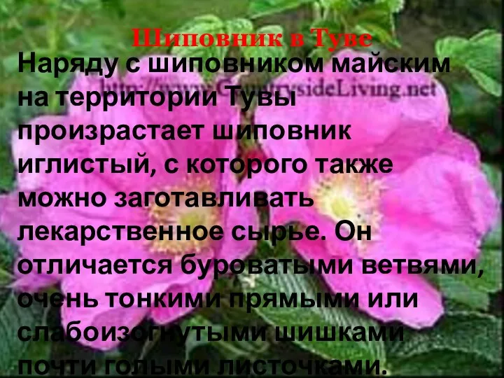 Шиповник в Туве Наряду с шиповником майским на территории Тувы произрастает