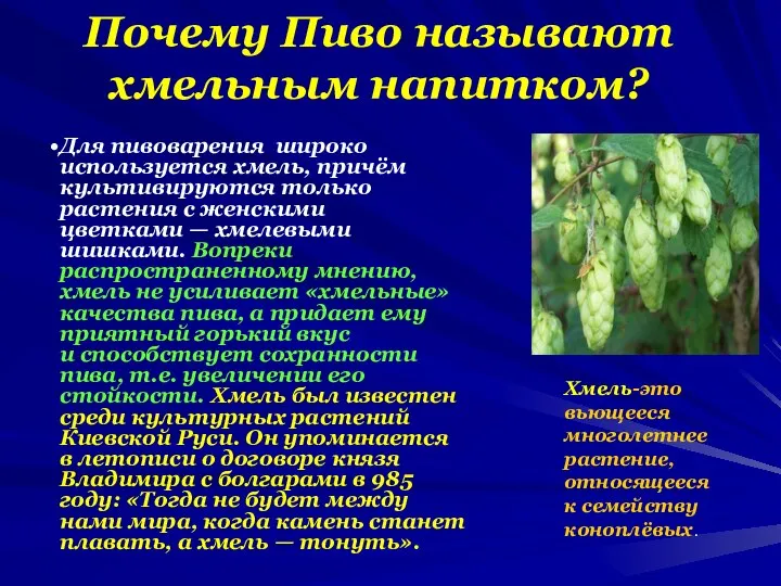 Почему Пиво называют хмельным напитком? Хмель-это вьющееся многолетнее растение, относящееся к