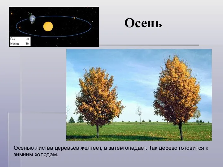 Осень Осенью листва деревьев желтеет, а затем опадает. Так дерево готовится к зимним холодам.