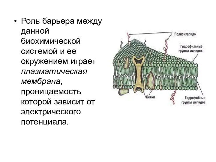 Роль барьера между данной биохимической системой и ее окружением играет плазматическая