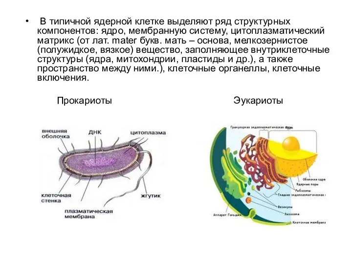 В типичной ядерной клетке выделяют ряд структурных компонентов: ядро, мембранную систему,