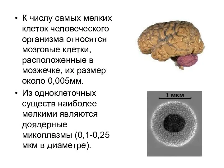 К числу самых мелких клеток человеческого организма относятся мозговые клетки, расположенные