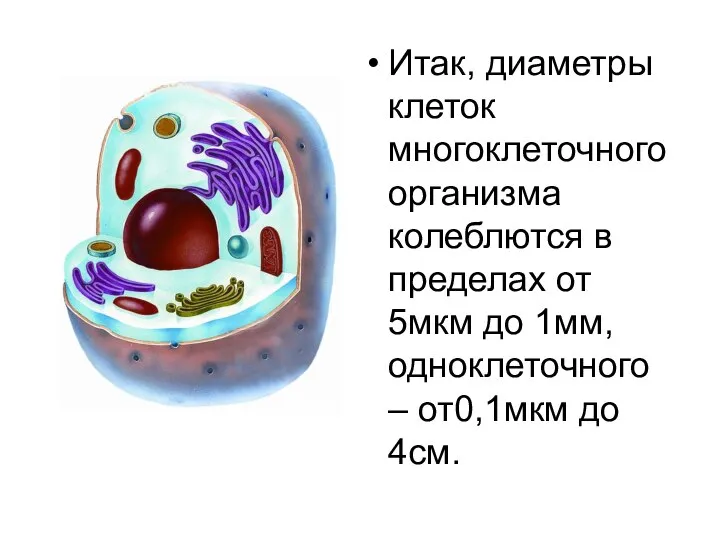 Итак, диаметры клеток многоклеточного организма колеблются в пределах от 5мкм до