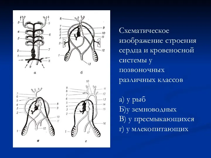 Схематическое изображение строения сердца и кровеносной системы у позвоночных различных классов