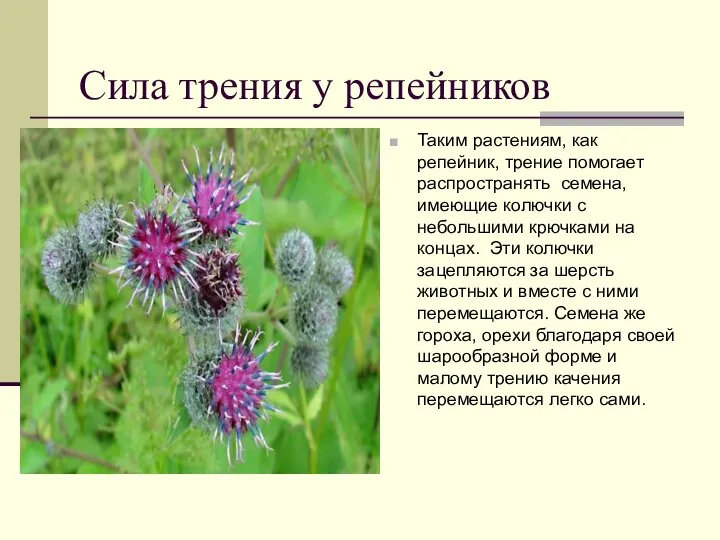 Сила трения у репейников Таким растениям, как репейник, трение помогает распространять