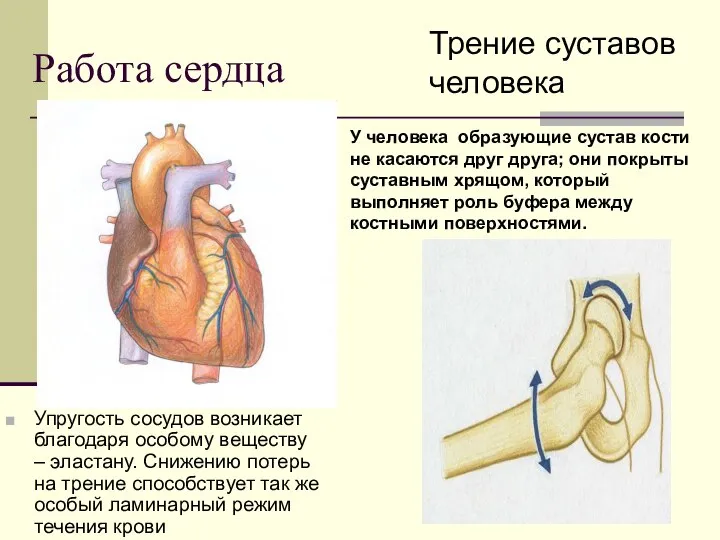 Работа сердца Упругость сосудов возникает благодаря особому веществу – эластану. Снижению