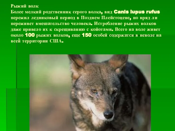 Рыжий волк Более мелкий родственник серого волка, вид Canis lupus rufus