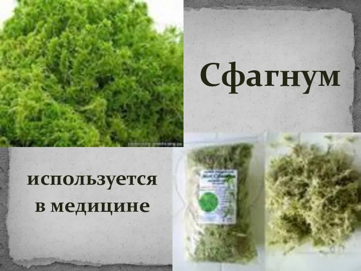 используется в медицине Сфагнум