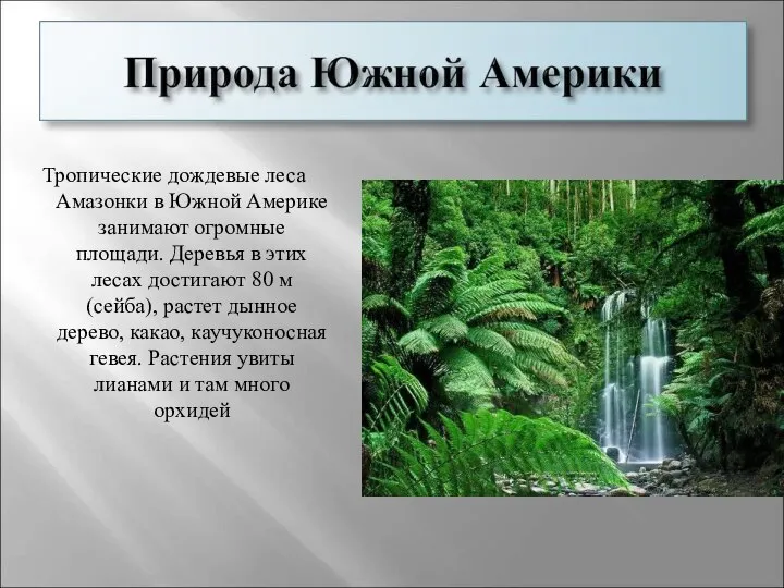 Тропические дождевые леса Амазонки в Южной Америке занимают огромные площади. Деревья