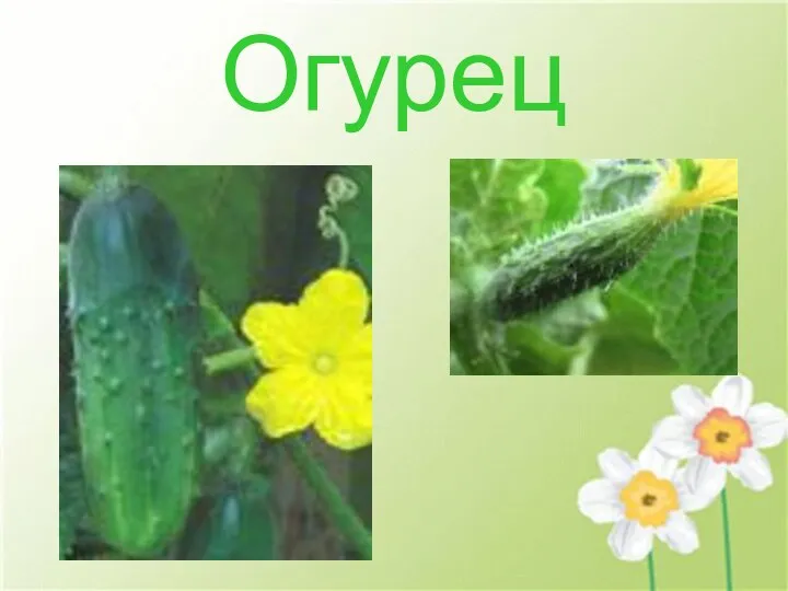 Огурец