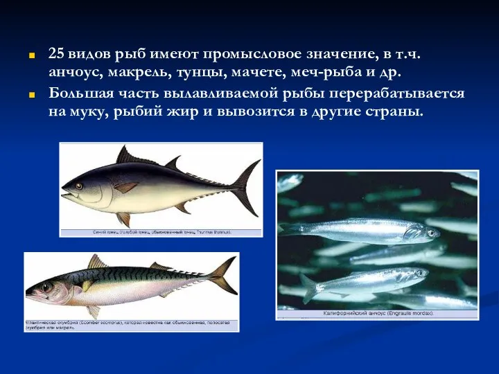 25 видов рыб имеют промысловое значение, в т.ч. анчоус, макрель, тунцы,