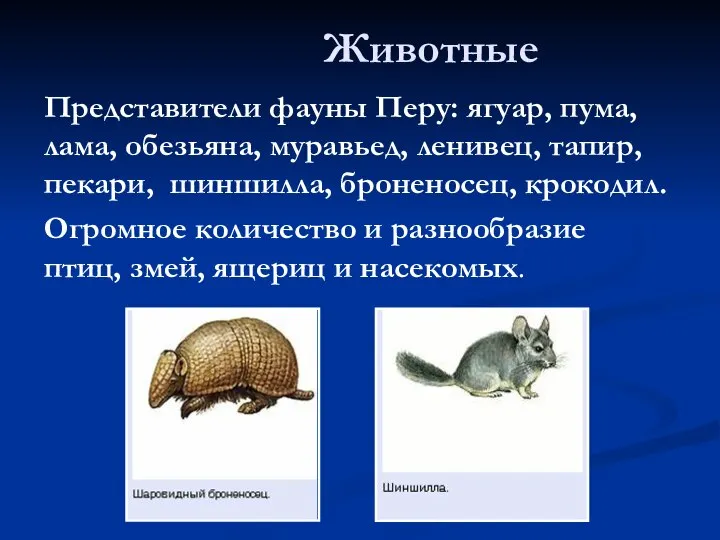 Животные Представители фауны Перу: ягуар, пума, лама, обезьяна, муравьед, ленивец, тапир,