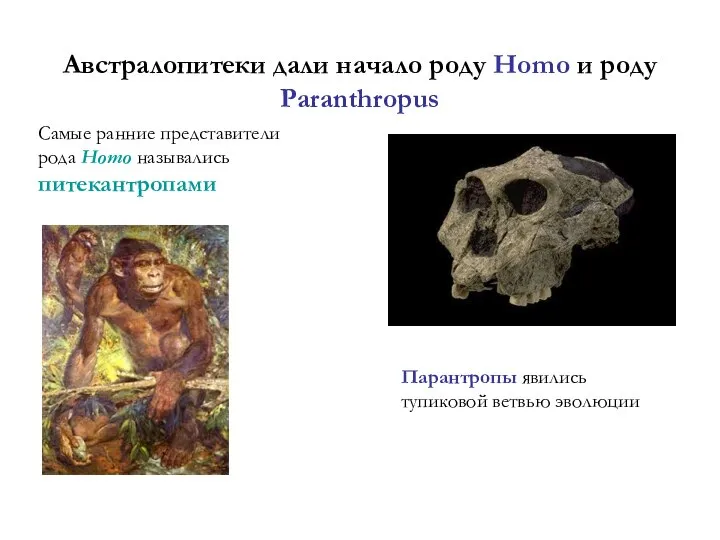 Австралопитеки дали начало роду Homo и роду Paranthropus Самые ранние представители