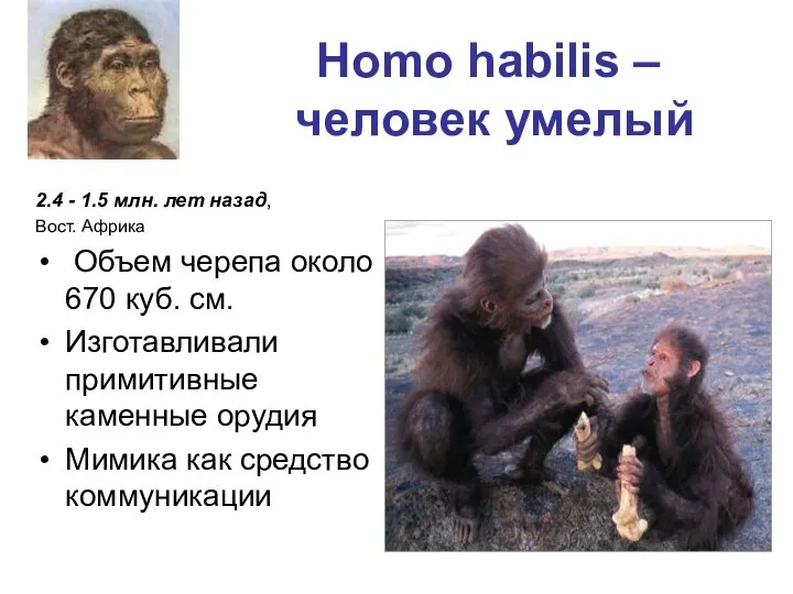 Homo habilis – человек умелый 2.4 - 1.5 млн. лет назад,