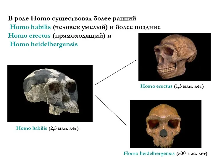 В роде Homo существовал более ранний Homo habilis (человек умелый) и