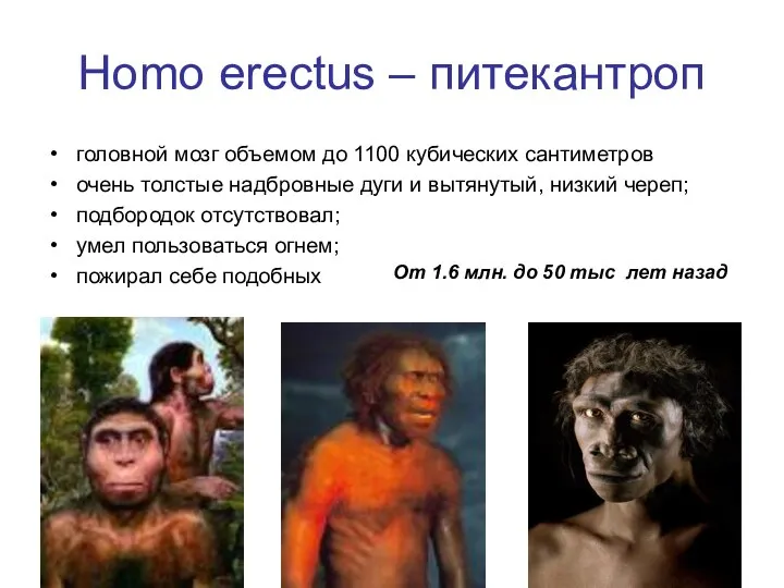 Homo erectus – питекантроп головной мозг объемом до 1100 кубических сантиметров