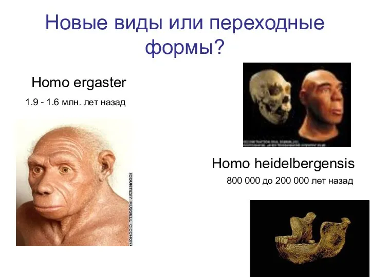 Новые виды или переходные формы? Homo ergaster Homo heidelbergensis 800 000