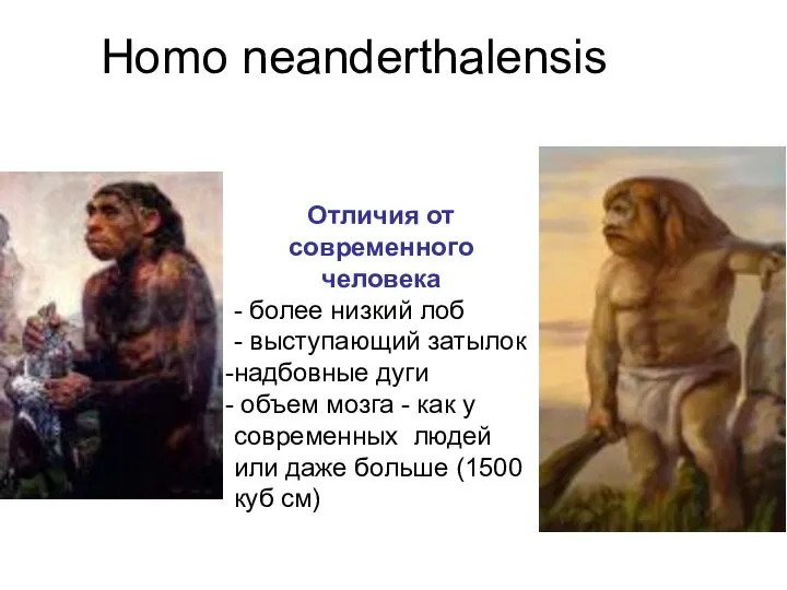 Homo neanderthalensis Отличия от современного человека - более низкий лоб -