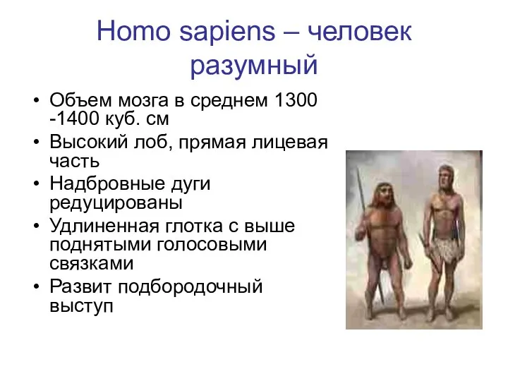 Homo sapiens – человек разумный Объем мозга в среднем 1300 -1400