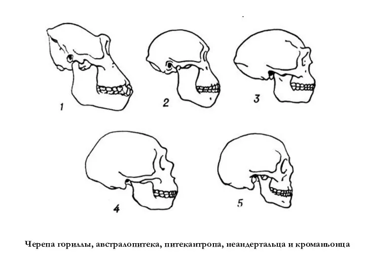 Черепа гориллы, австралопитека, питекантропа, неандертальца и кроманьонца