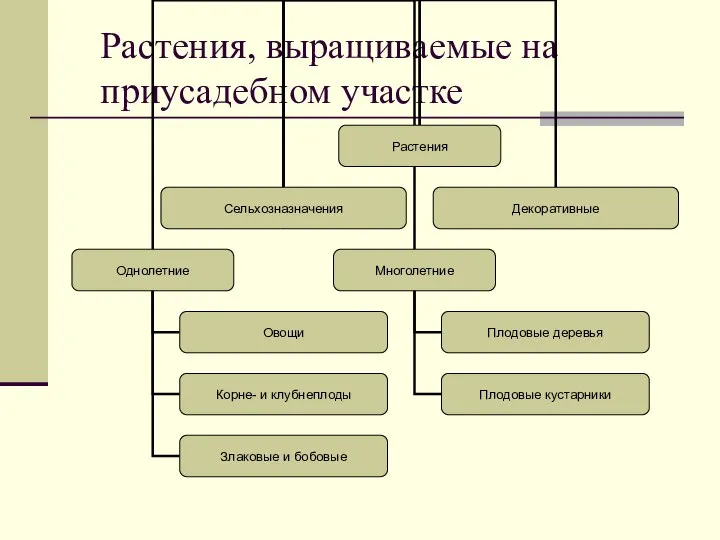 Растения, выращиваемые на приусадебном участке