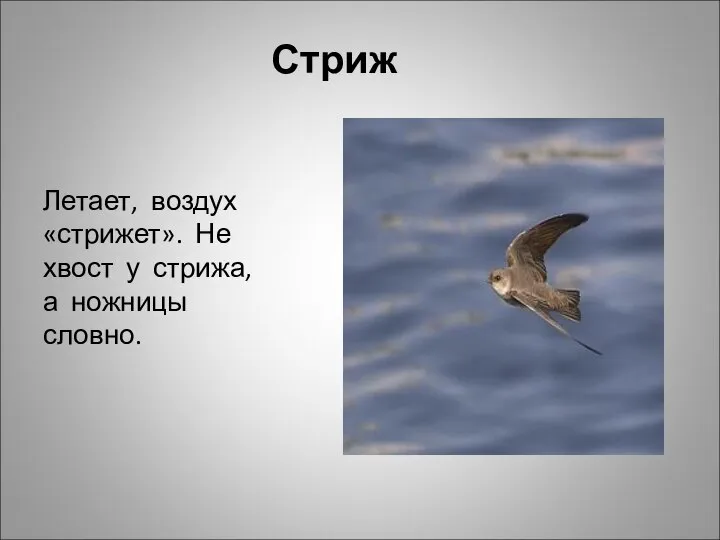 Стриж Летает, воздух «стрижет». Не хвост у стрижа, а ножницы словно.