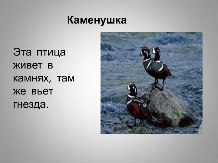 Каменушка Эта птица живет в камнях, там же вьет гнезда.