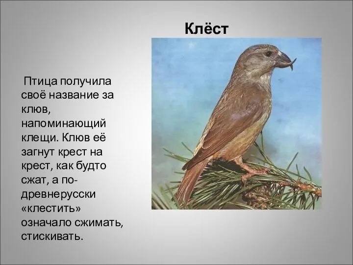 Клёст Птица получила своё название за клюв, напоминающий клещи. Клюв её