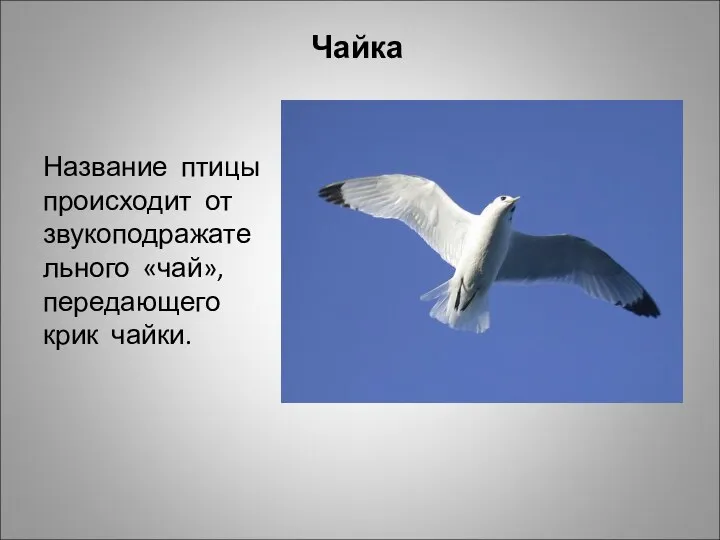 Чайка Название птицы происходит от звукоподражательного «чай», передающего крик чайки.