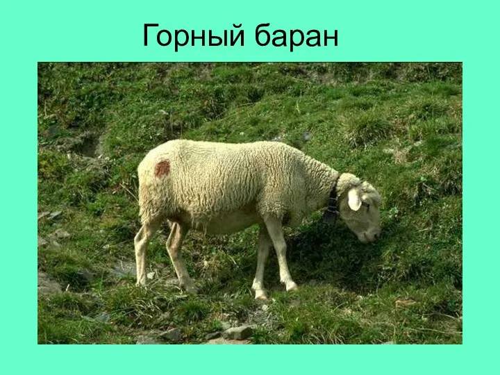 Горный баран