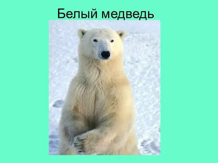 Белый медведь