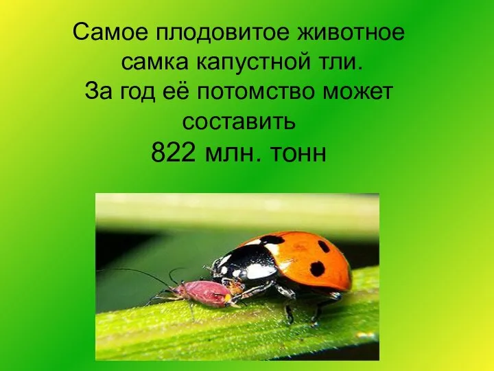 Самое плодовитое животное самка капустной тли. За год её потомство может составить 822 млн. тонн