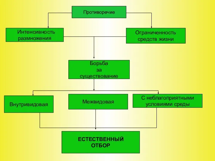 Противоречие Интенсивность размножения Ограниченность средств жизни Борьба за существование Внутривидовая Межвидовая