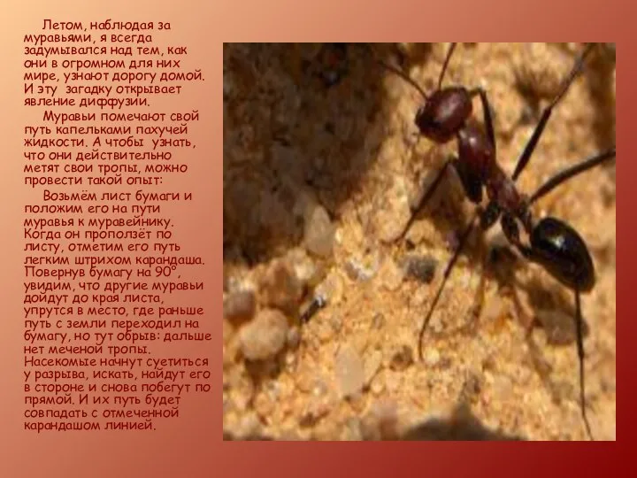 Летом, наблюдая за муравьями, я всегда задумывался над тем, как они