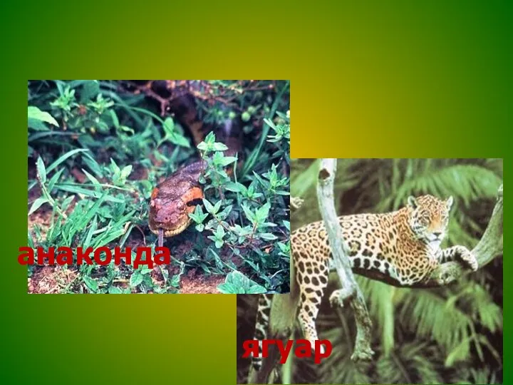 Животный мир экваториальных лесов анаконда ягуар