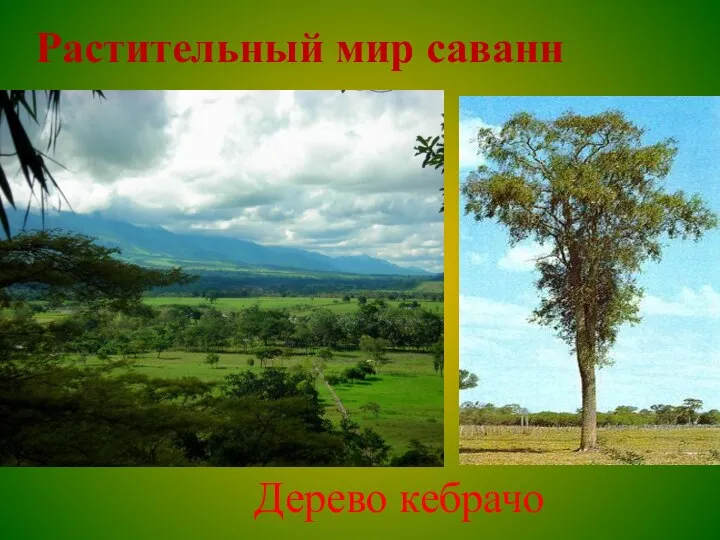 Растительный мир саванн Дерево кебрачо