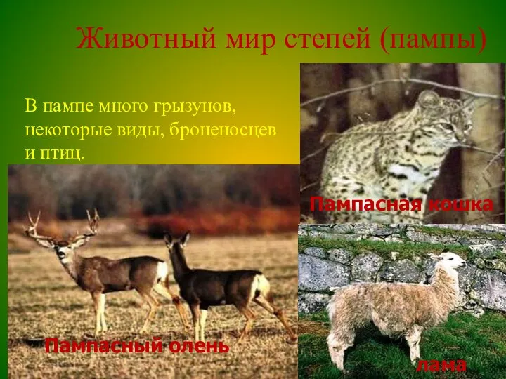 Пампасная кошка Животный мир степей (пампы) Пампасный олень Пампасная кошка В