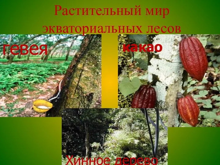 Растительный мир экваториальных лесов гевея какао Хинное дерево