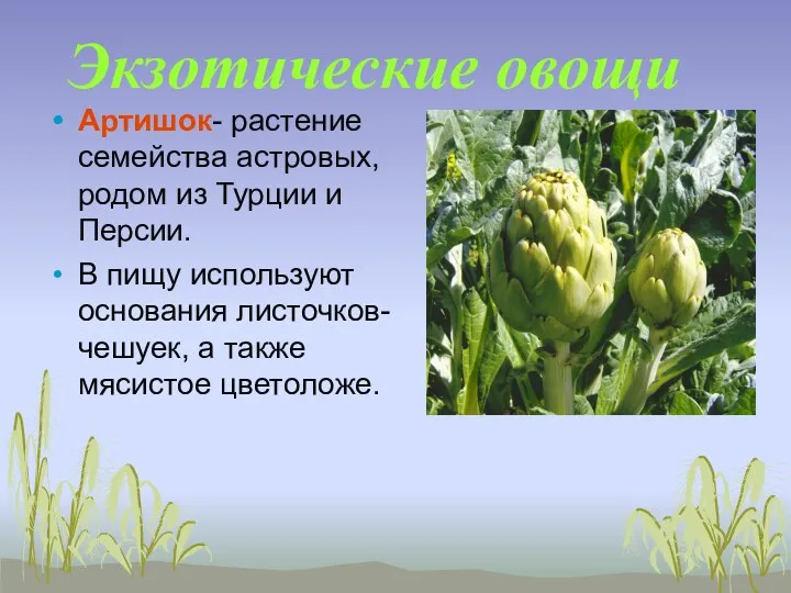 Экзотические овощи Артишок- растение семейства астровых, родом из Турции и Персии.