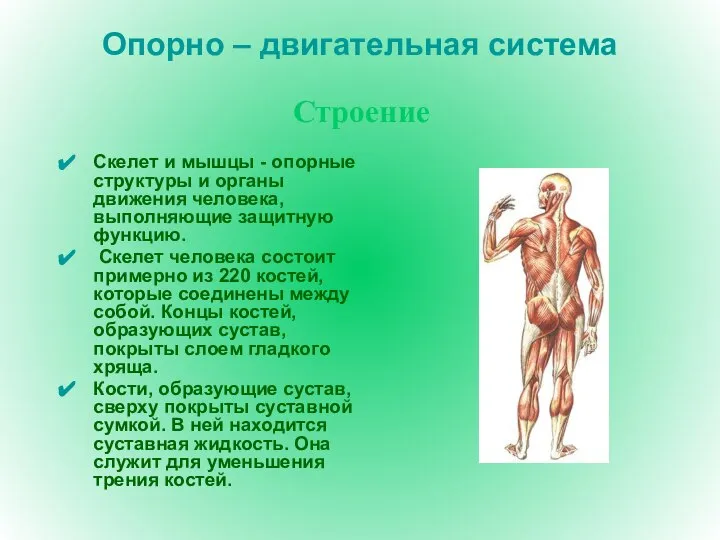 Опорно – двигательная система Скелет и мышцы - опорные структуры и