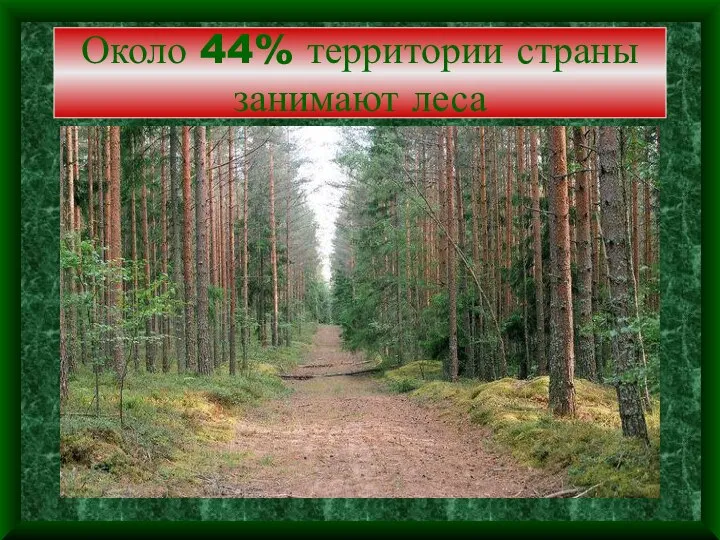 Около 44% территории страны занимают леса