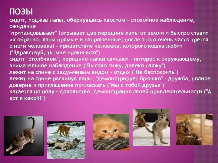 ПОЗЫ сидит, поджав лапы, обернувшись хвостом - спокойное наблюдение, ожидание "пританцовывает"